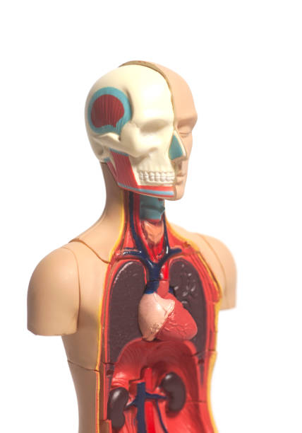 istock Human Body Anatomy Model 886115770