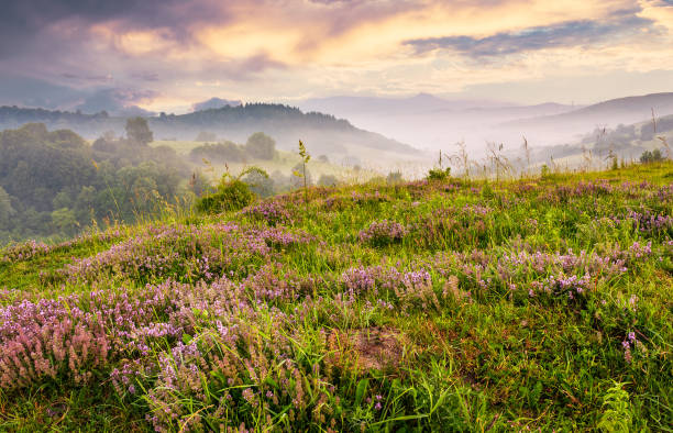 grassy hills with flavoring thyme at foggy sunrise stock photo