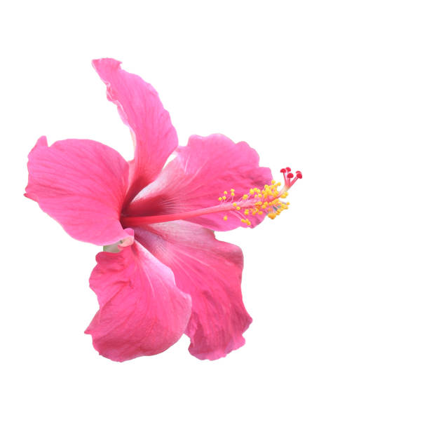 istock Pink hibiscus isolated on white background 886121734