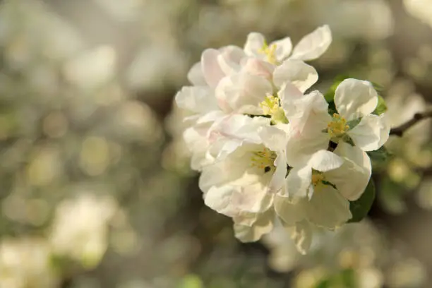 Blooming apple tree branch