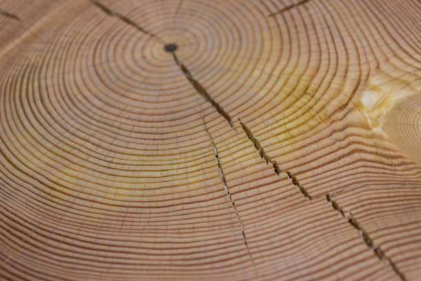 wooden texture, round. - bark tree cross section wood imagens e fotografias de stock