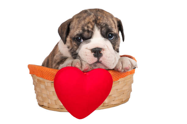 istock English bulldog puppy 886125944