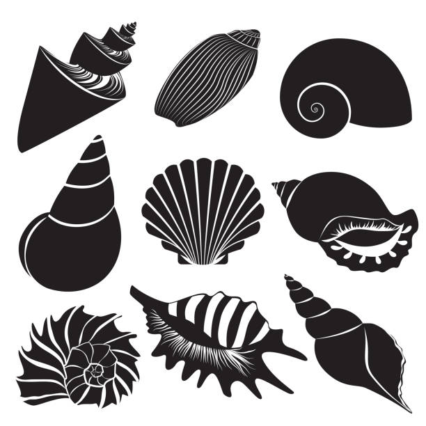 векторные морские раковины. силуэты ракушек устанавливаются изолированно. - shell stock illustrations