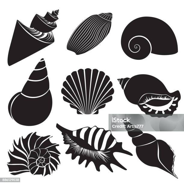 Vektör Deniz Kabukları Seashell Siluetleri Izole Ayarla Stok Vektör Sanatı & Seashell‘nin Daha Fazla Görseli