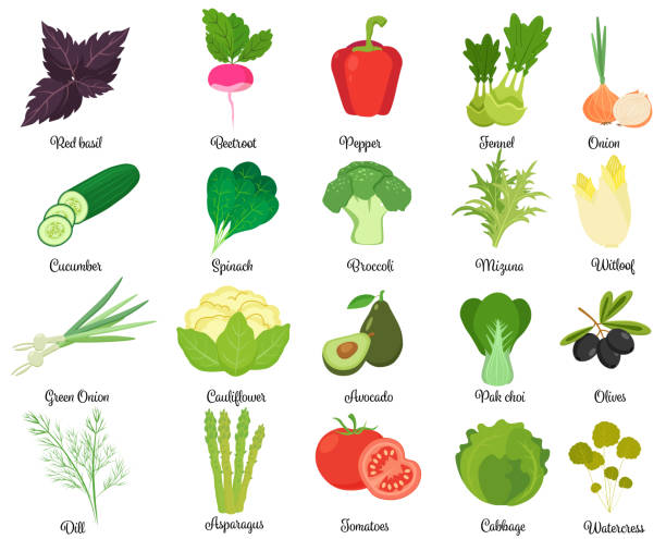 illustrazioni stock, clip art, cartoni animati e icone di tendenza di set di gustose verdure - fennel parsley herb dill