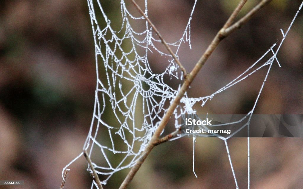 Nature artwork Spider webs shine in the morning dew Animal Stock Photo