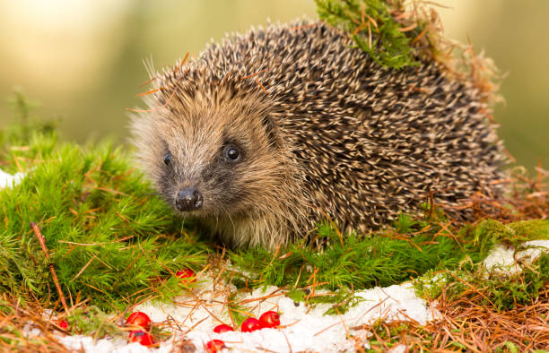 istock Hedgehog in Winter with Snow, Red Berries and Green Moss 886132200