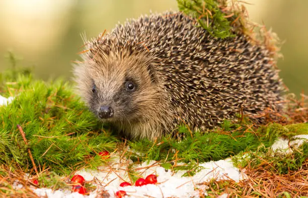 Native, Wild, European hedgehog in December with red berries, snow and green moss.  Due to climate change hedgehogs are hibernating later and later in the year.  This is a native wild hedgehog and not to be confused with the domesticated African Pygmy hedgehog