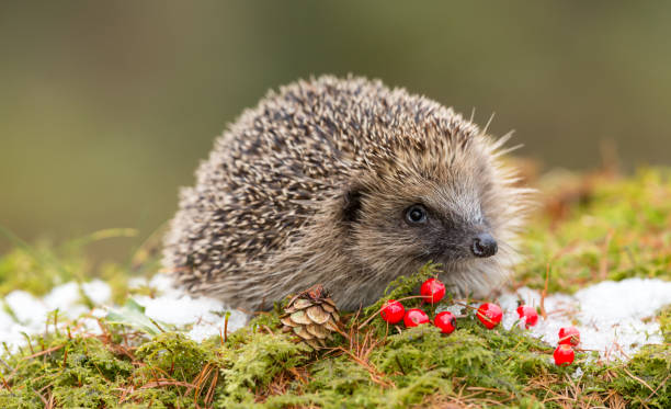 istock Hedgehog in Winter with Snow, Red Berries and Green Moss 886132202