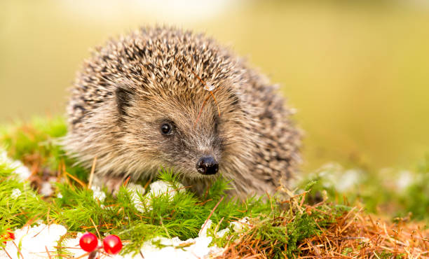 istock Hedgehog in Winter with Snow, Red Berries and Green Moss 886132204