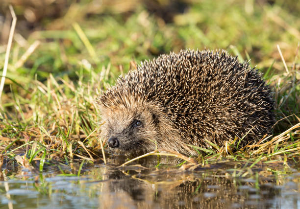 istock Hedgehog at a pool of water 886132222