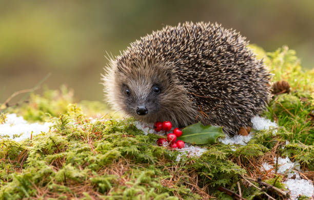 istock Hedgehog in Winter with Snow, Red Berries and Green Moss 886132236