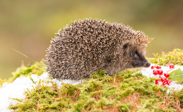 istock Wild, Native Hedgehog in Winter with Snow, Red Berries and Green Moss 886132244