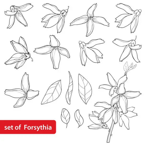 Vector illustration of Vector set with outline Forsythia flower, leaves and bunch in black isolated on white background.