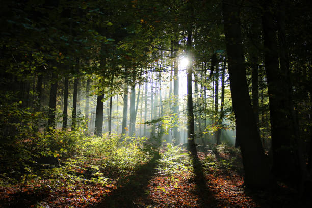 rayo de esperanza - odenwald fotografías e imágenes de stock