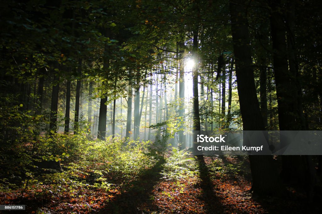 bright spot Odenwald Grief Stock Photo