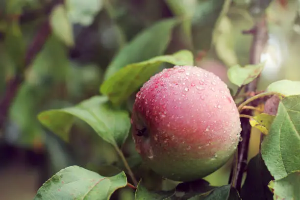 Wet from raindrops apple hanging on a tree