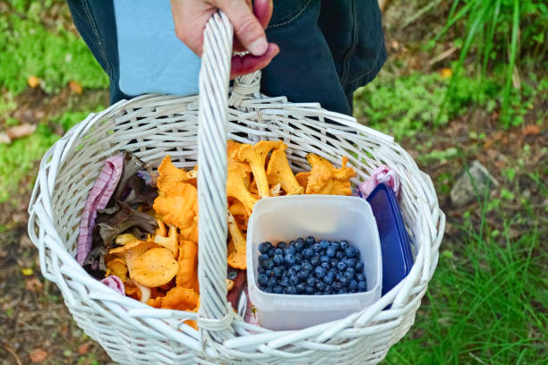 istock Woman picking mushrooms and berries in forest 886155994