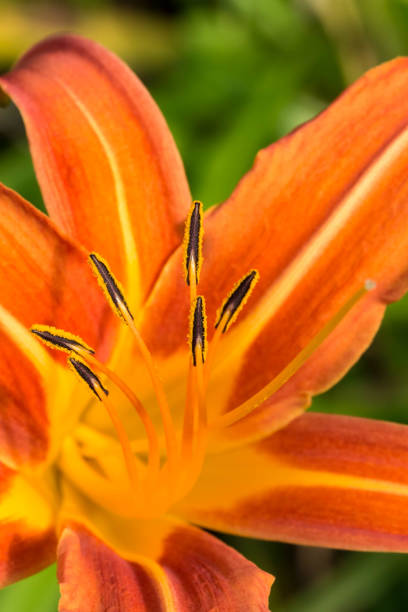 istock Close up of orange lily with pollen 886156120