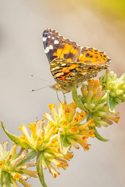istock Painted lady butterfly on yellow flowers 886156124