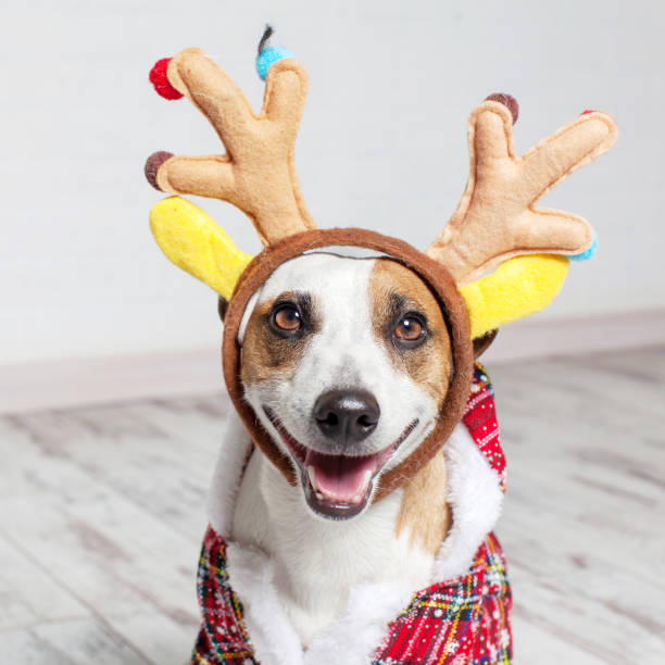 istock Dog in a christmas costume 886175898