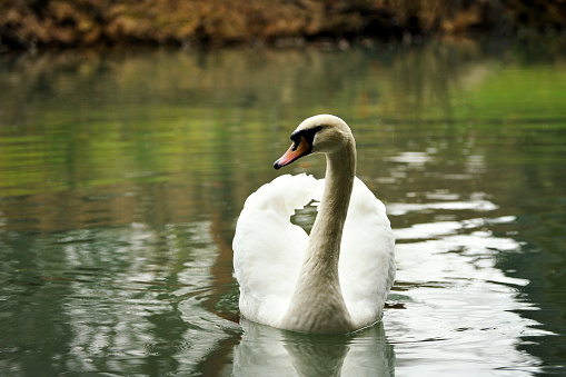 White swan portrait. Swan swimming on a river.