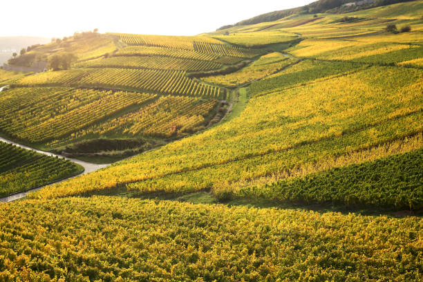 rijndal met wijngaarden - rheingau stockfoto's en -beelden