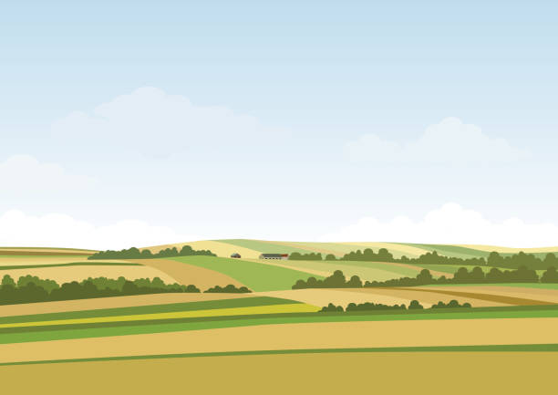 ilustrações de stock, clip art, desenhos animados e ícones de green hill landscape. vector illustration of panorama field landscape and cloud sky - field autumn landscaped farm