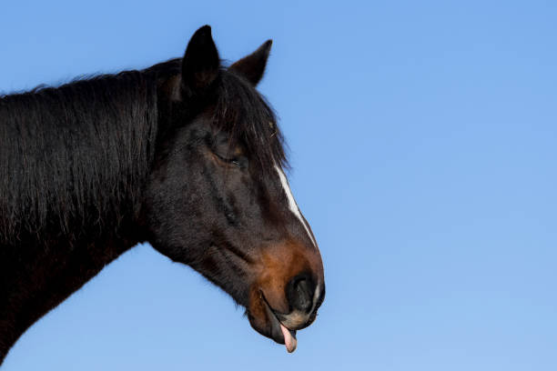A black and brown horse sticking out his tongue. His eyes are almost closed. Closeup of only his head. Blue sky in the background. Room for text.