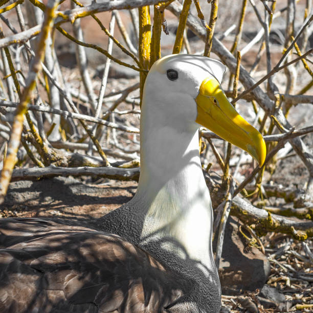 Waved Albatros Portrait Portrait of a waved albatross (Phoebastria irrorata) on Espanola Island, Galapagos Islands National Park, Ecuador. Espanola island is the only place on earth where the waved albatross can be found. albatross photos stock pictures, royalty-free photos & images