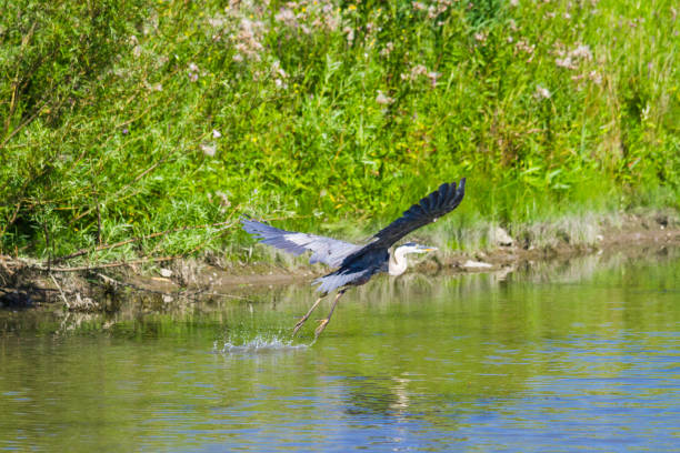Great Blue Heron In A Creek. Southwestern Ontario