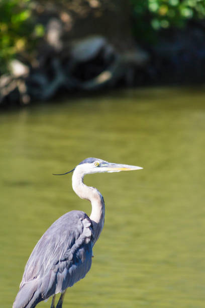 istock Great Blue Heron In A Creek. Southwestern Ontario 886183426