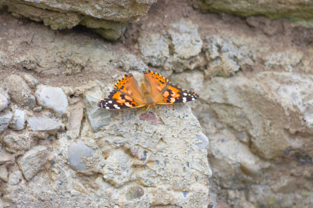 istock Painted Lady Butterfly On A Rock 886183702