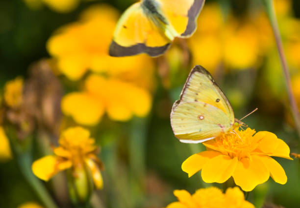 Green butterly on a green plant