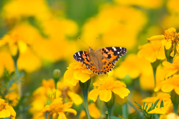 окрашенные леди бабочка и осенью цветы - 4615 стоковые фото и изображения