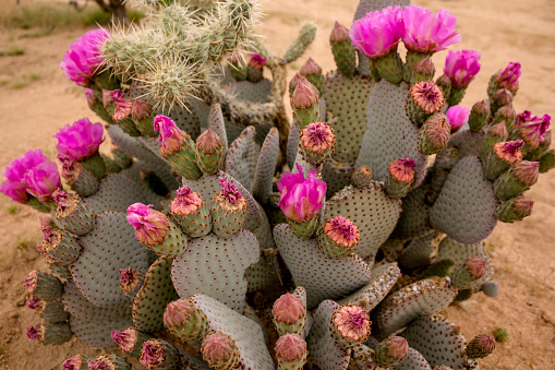 Close-up view of a teddy-bear cholla cactus in the desert on the edge of Phoenix, Arizona. Mountains and a desert landscape are visible in the background