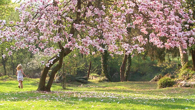 SLO MO WS Girl (8-9) running around magnolia tree, Vrhnika, Slovenia