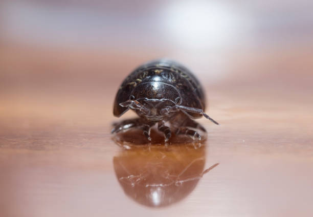istock myriapod, wood louse 886193978