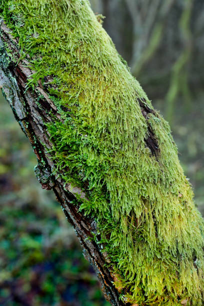 istock Close-up Of Moss Covered Tree Deep In a Forest 886194412