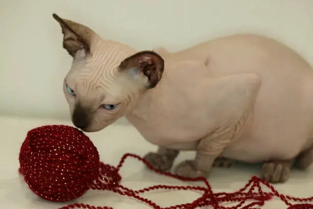 Photo of sphinx hairless cat