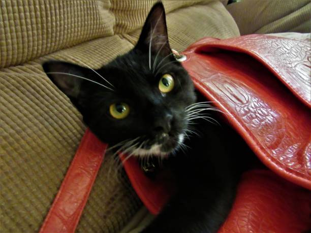 istock The Cats In The Bag 886205344