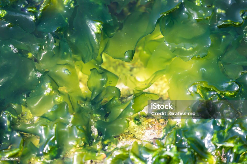 Algae seaweed at coast of Rio de Janeiro Brazil Algae photosynthetic organism near the coast of Niteroi, Rio de Janeiro Brazil Algae Stock Photo