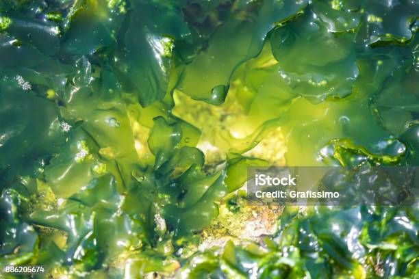 Algae Seaweed At Coast Of Rio De Janeiro Brazil Stock Photo - Download Image Now - Algae, Seaweed, Sea