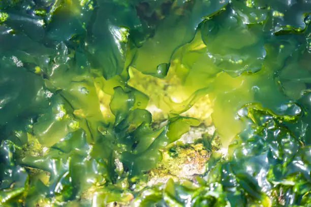 Algae photosynthetic organism near the coast of Niteroi, Rio de Janeiro Brazil