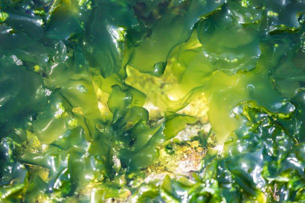 algae seaweed at coast of rio de janeiro brazil - algae imagens e fotografias de stock