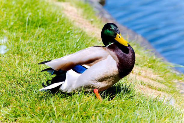 istock Mallard duck roosting on land 886214714
