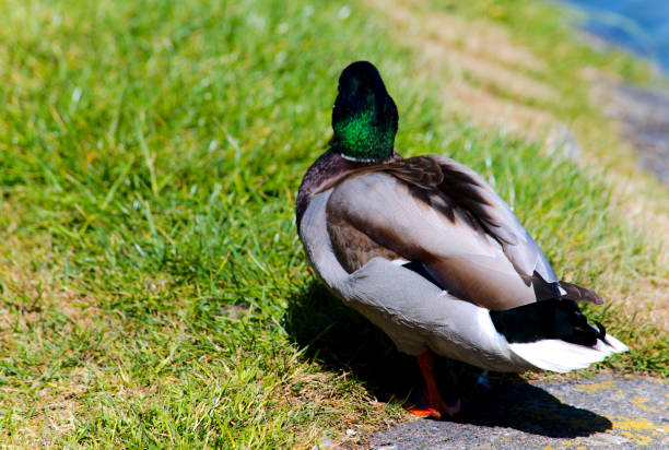istock Mallard duck roosting on land 886214898