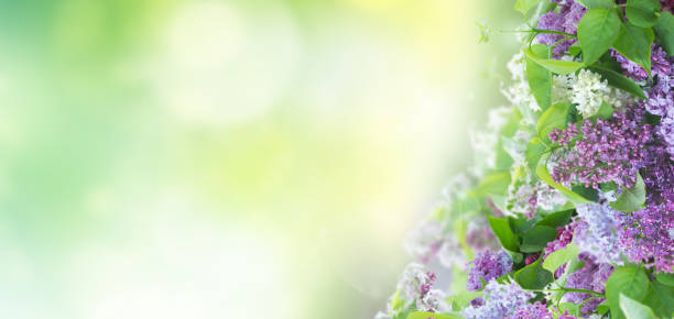 istock Bush of Lilac 886221356