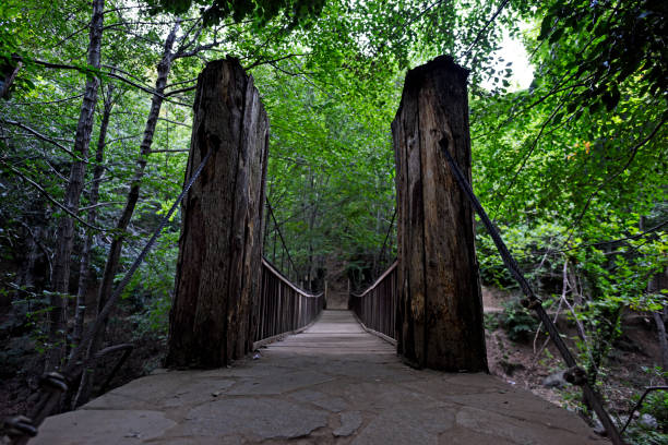 wooden bridge in forest