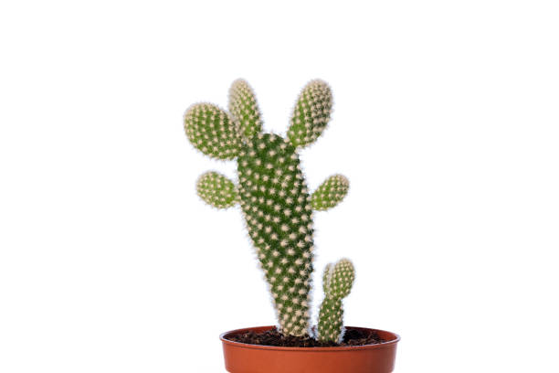 istock My little cactus, Opuntia microdasys, in pot, against white background 886226436